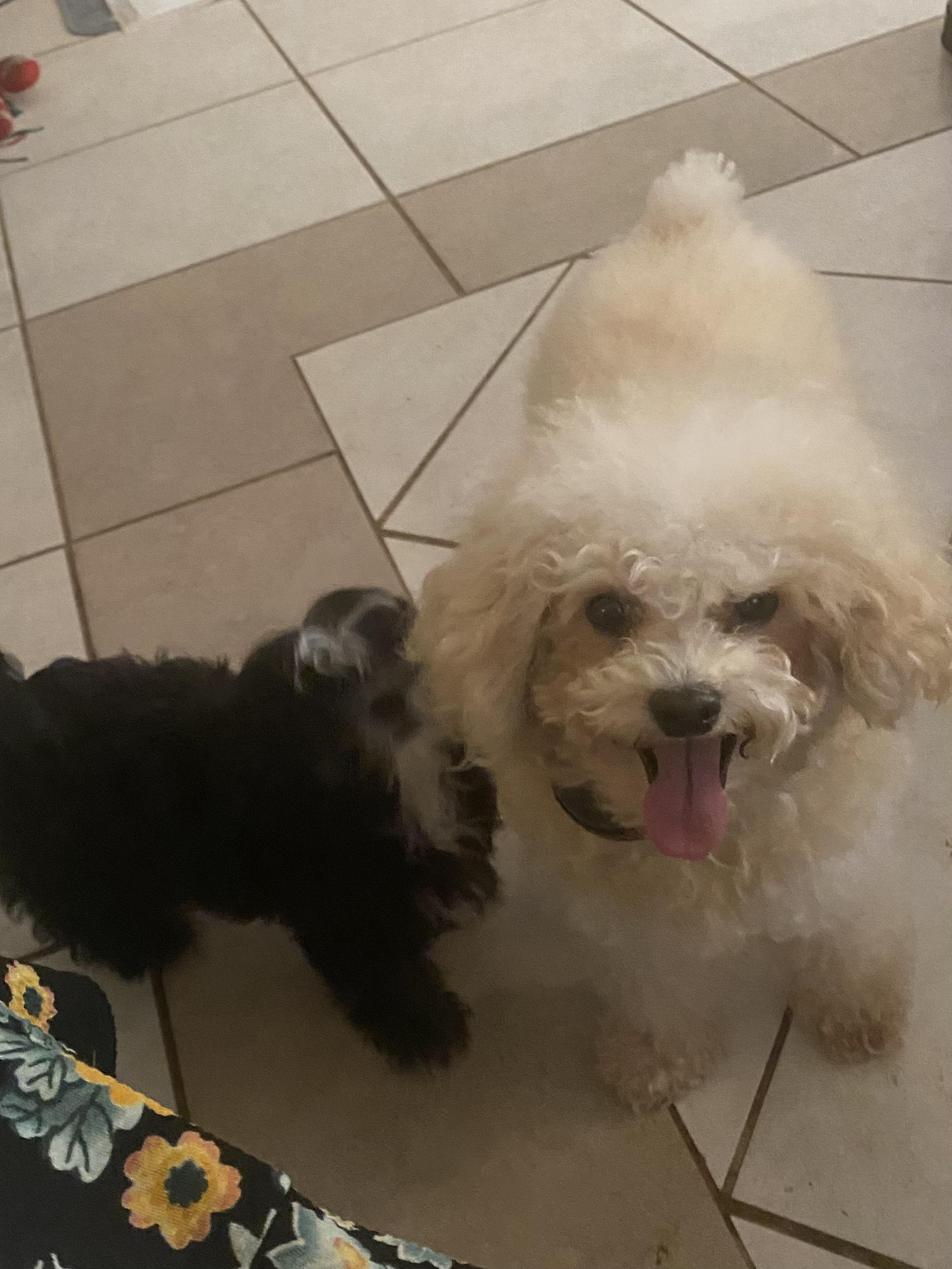 Barry, a ADOPTABLE Poodle (Toy) in Moreno Valley, CA image 2/5
