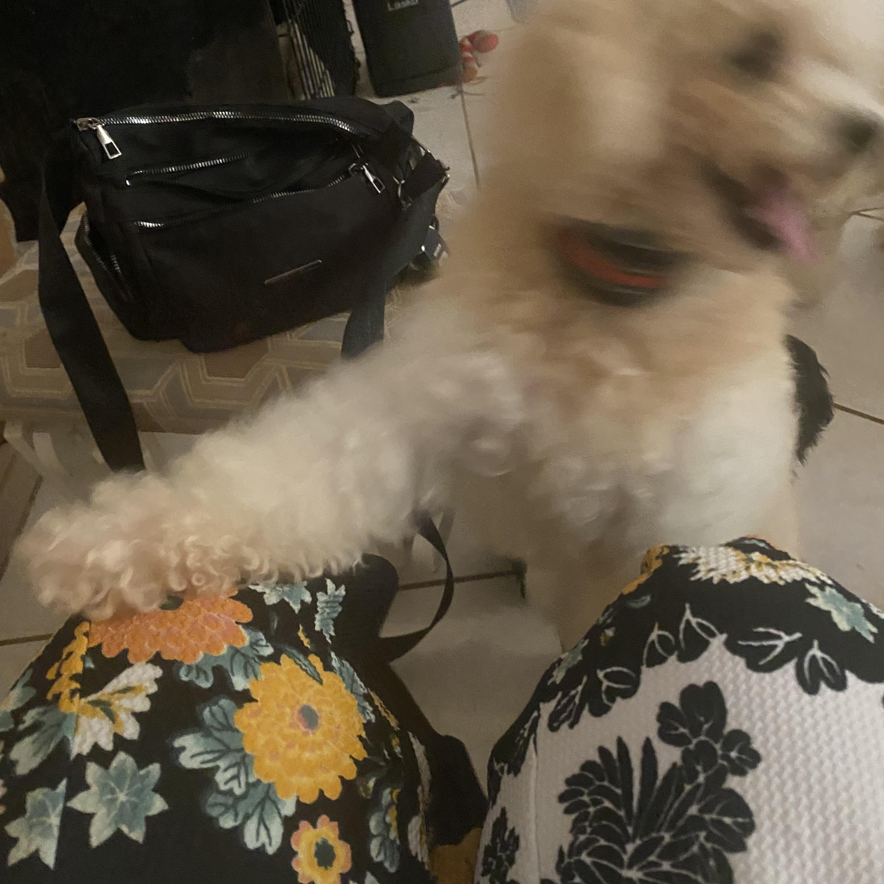 Barry, a ADOPTABLE Poodle (Toy) in Moreno Valley, CA image 4/5