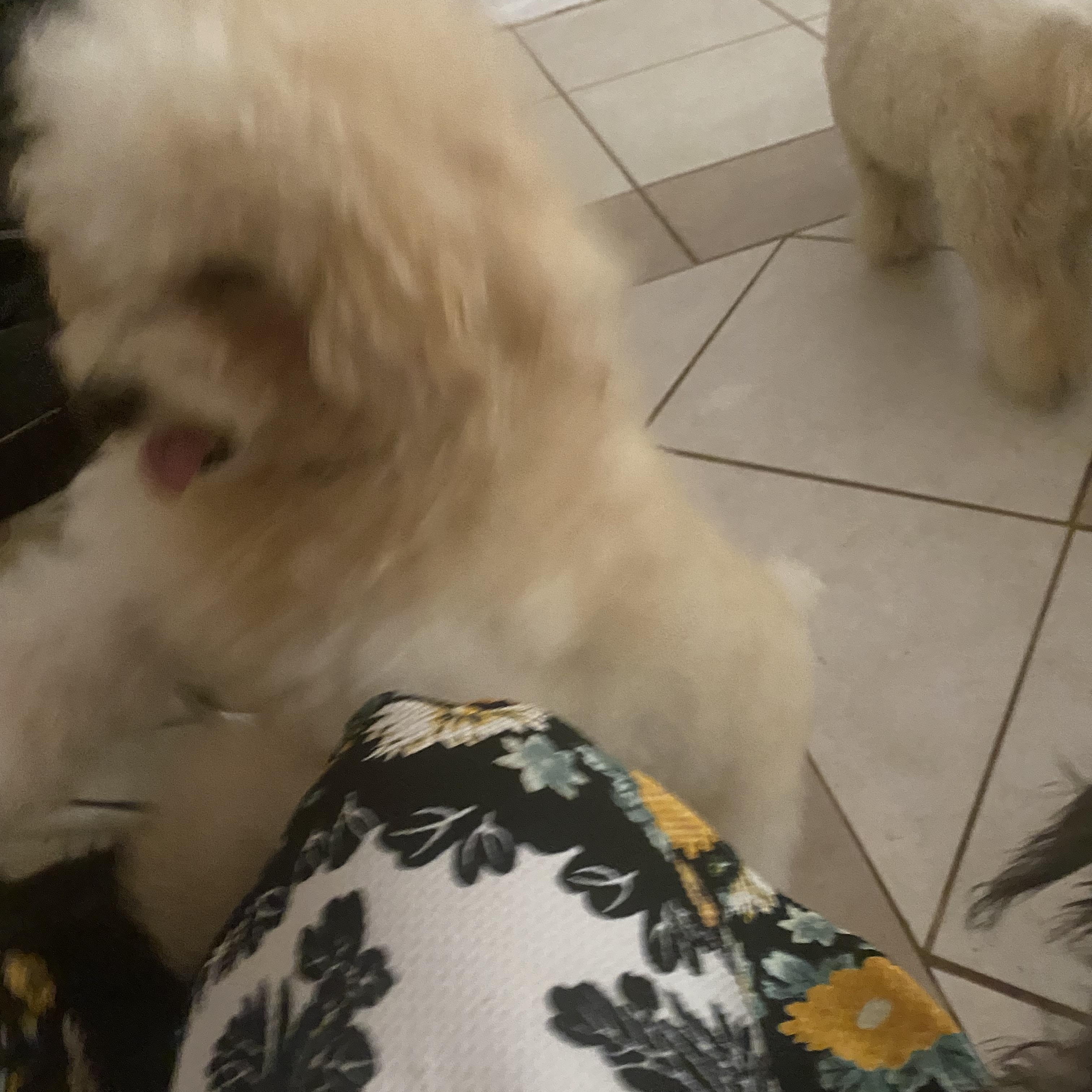 Barry, a ADOPTABLE Poodle (Toy) in Moreno Valley, CA image 3/5
