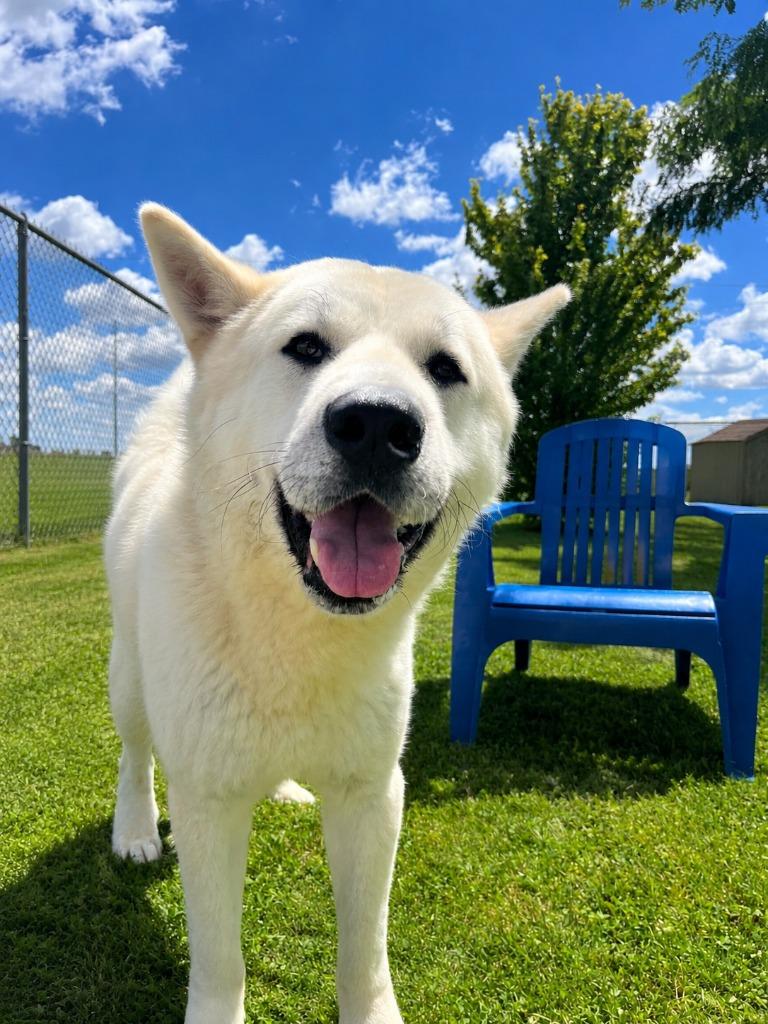 Milo, Adoptable, Adult Male Jindo & Akita.