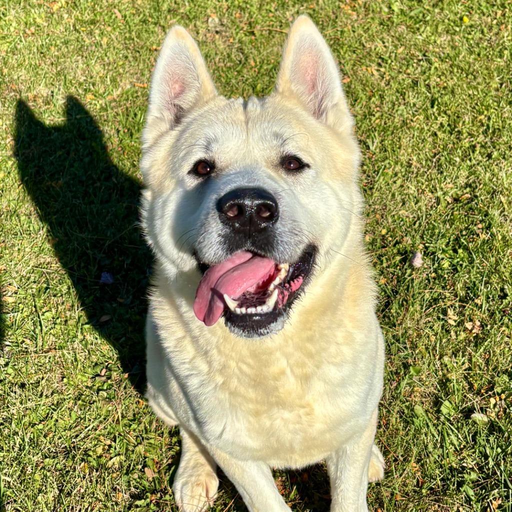 Enlarge Milo, a Adoptable mixed breed in Hartford City, IN image 2/6