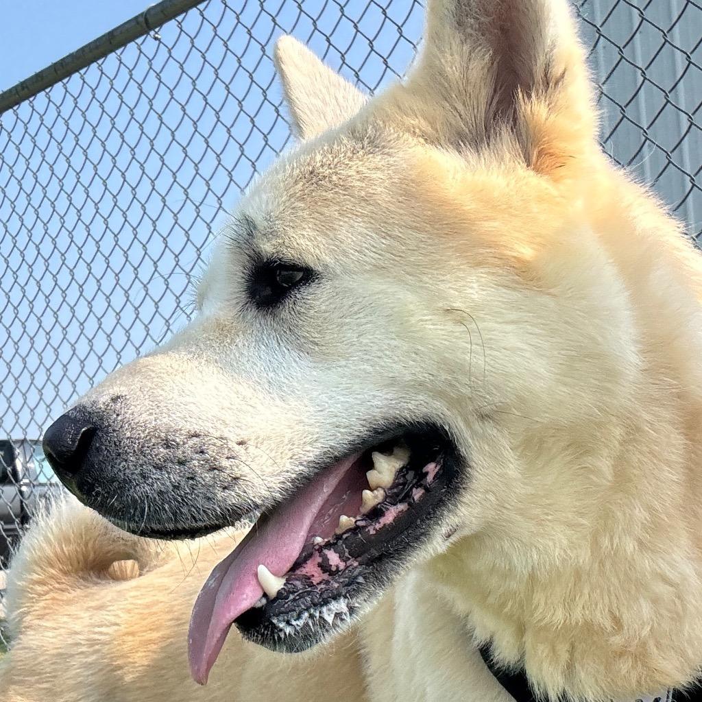 Enlarge Milo, a Adoptable mixed breed in Hartford City, IN image 3/6
