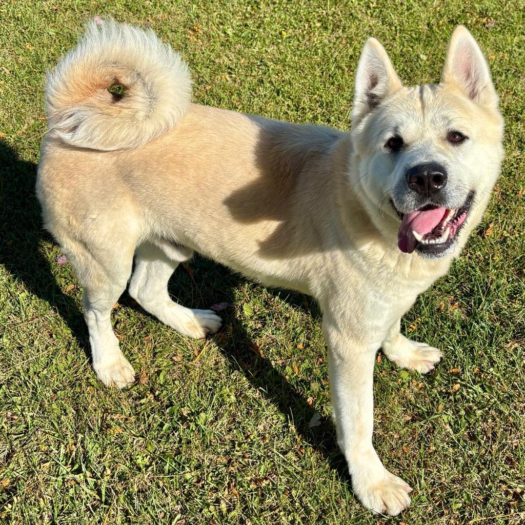 Enlarge Milo, a Adoptable mixed breed in Hartford City, IN image 4/6
