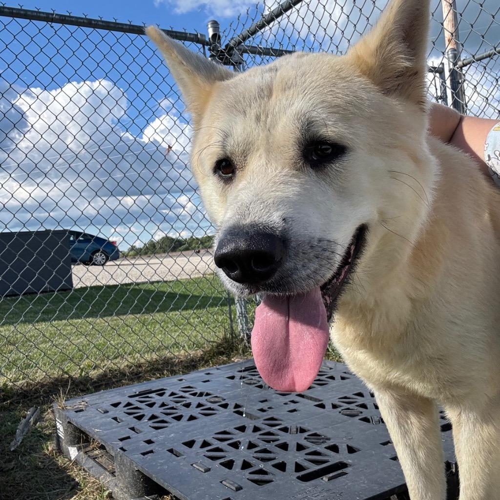 Enlarge Milo, a Adoptable mixed breed in Hartford City, IN image 5/6