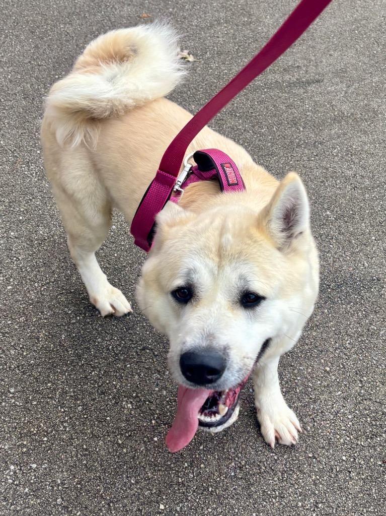 Enlarge Milo, a Adoptable mixed breed in Hartford City, IN image 6/6
