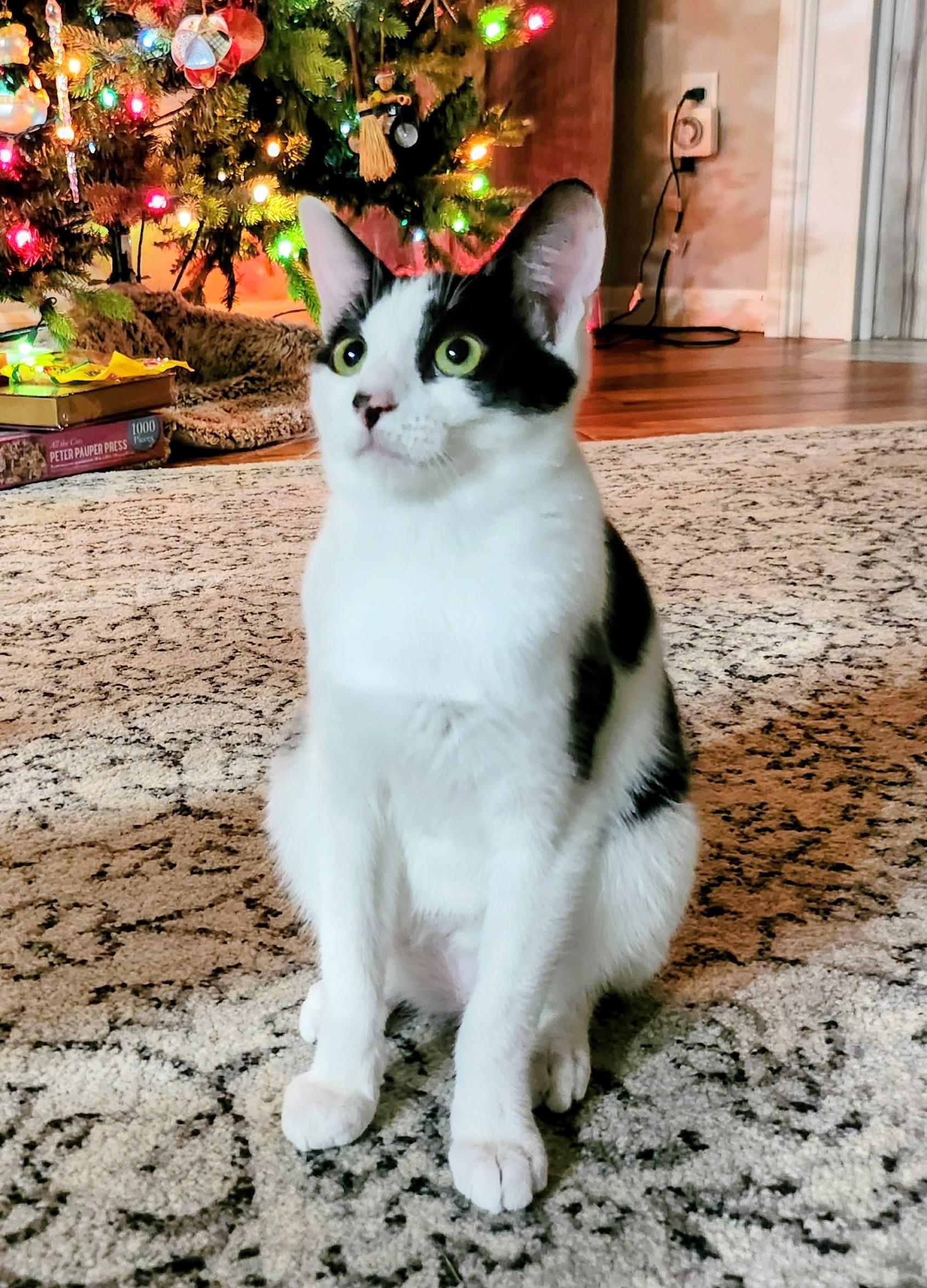 TESSA, Adoptable, Kitten Female Tuxedo.