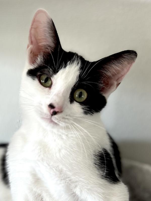 Enlarge TESSA, a Adoptable Tuxedo in Dane, WI image 1/5