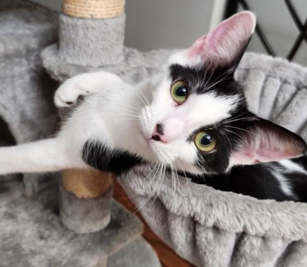 Enlarge TESSA, a Adoptable Tuxedo in Dane, WI image 4/5
