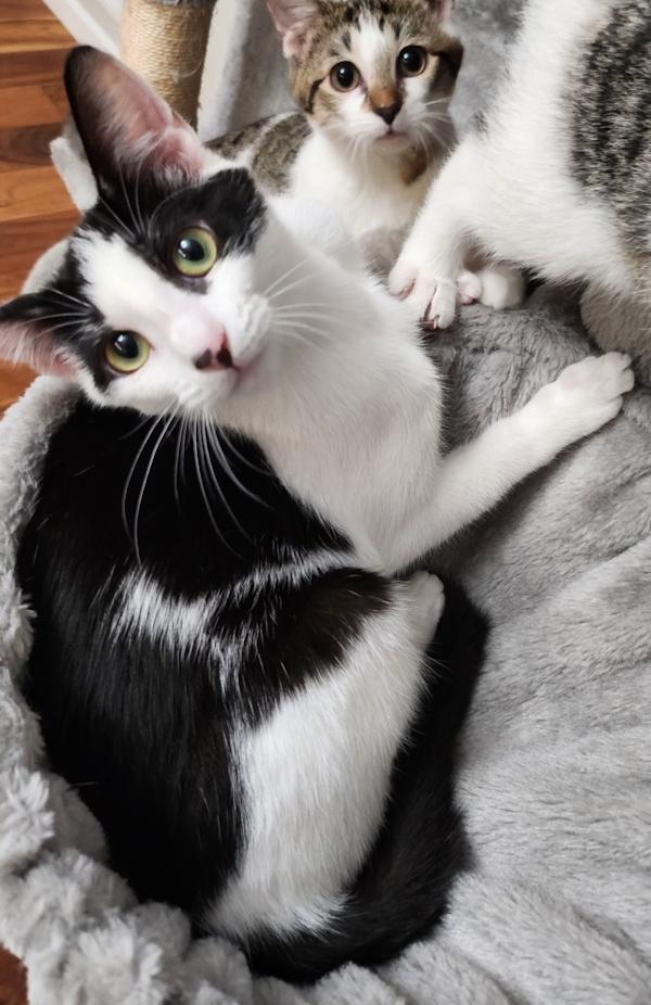 Enlarge TESSA, a Adoptable Tuxedo in Dane, WI image 2/5