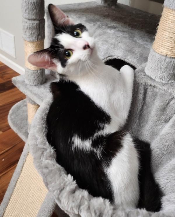 Enlarge TESSA, a Adoptable Tuxedo in Dane, WI image 3/5
