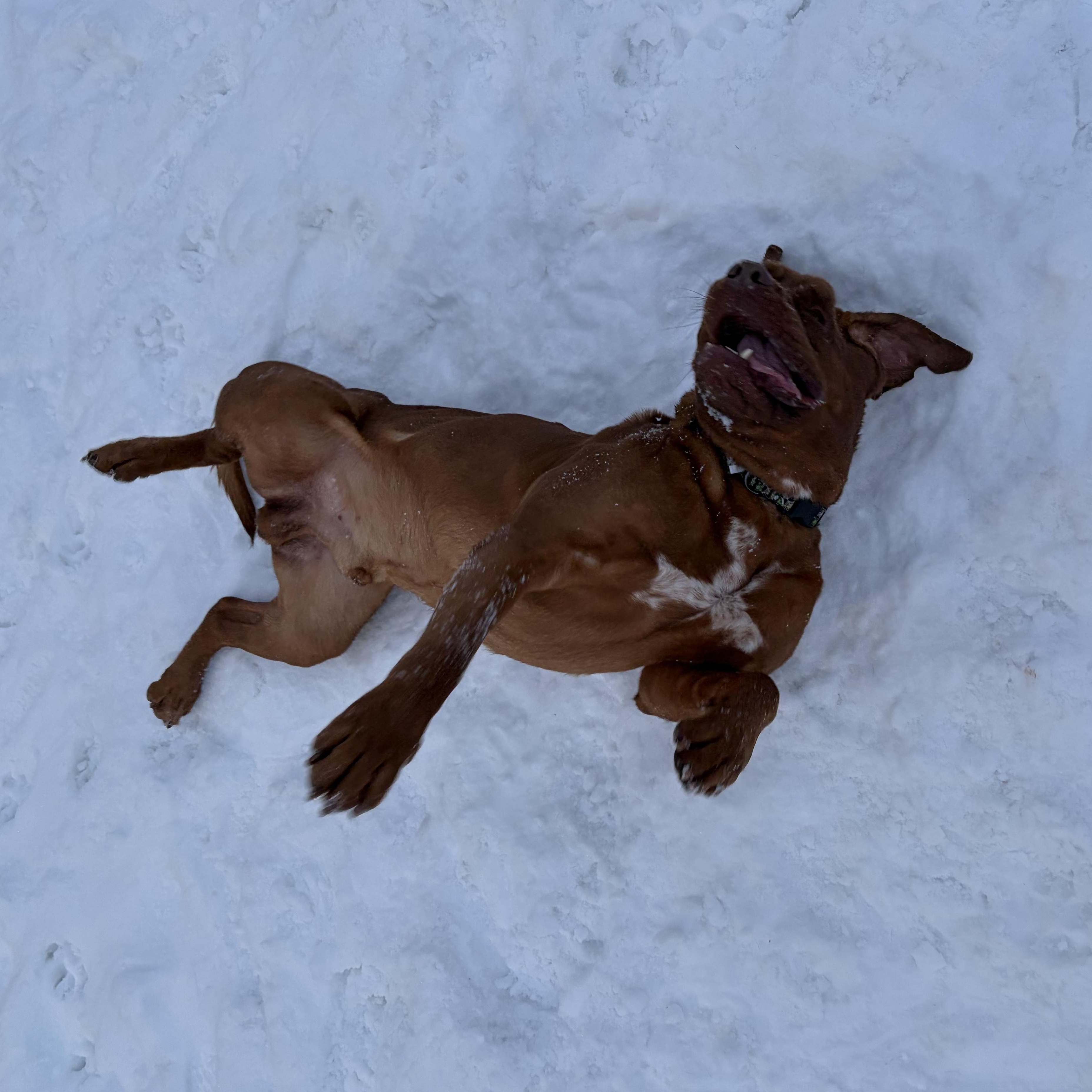 Enlarge Harvey Dent *SPECIAL NEEDS*, a ADOPTABLE Dogue de Bordeaux in Caledon, ON image 3/6