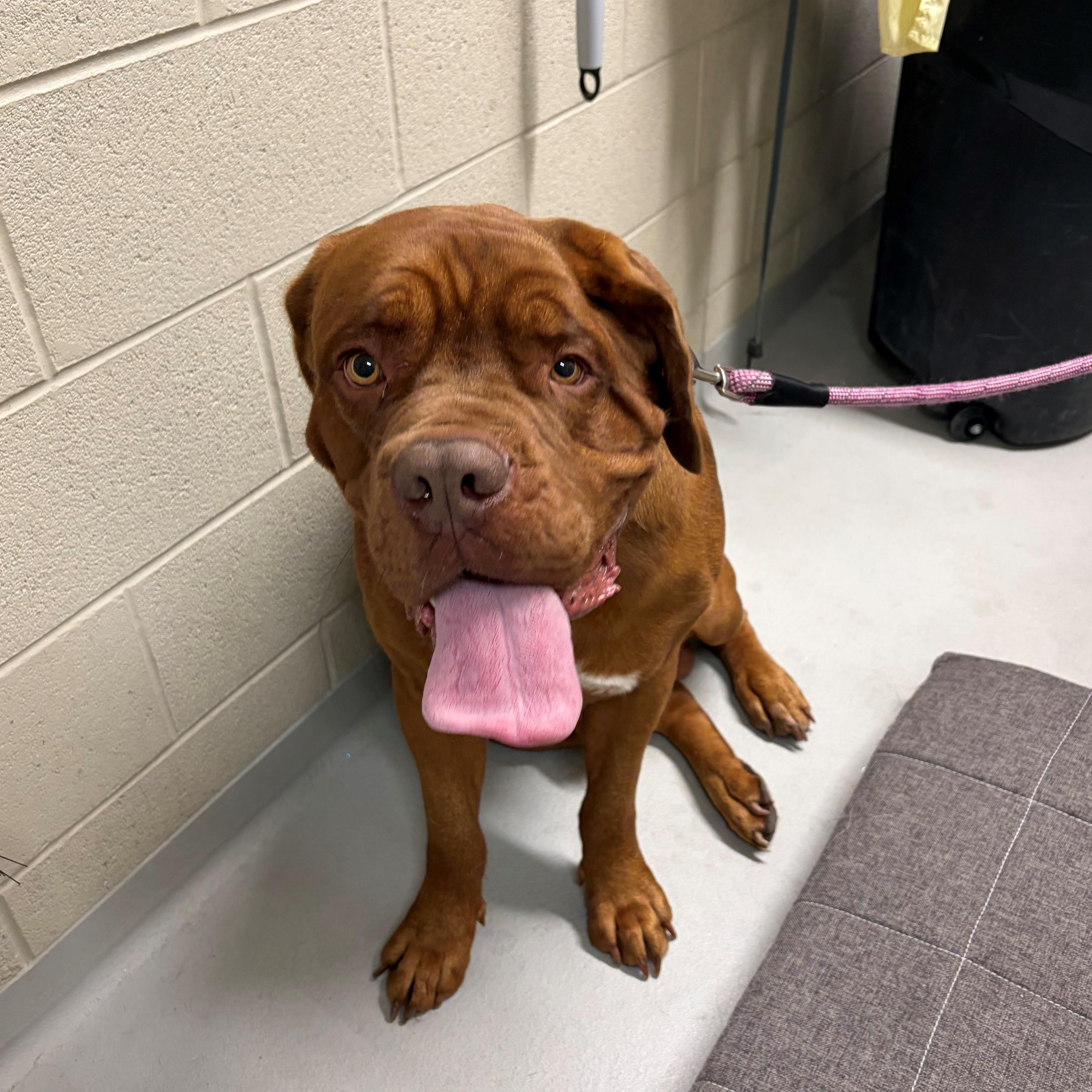 Enlarge Harvey Dent *SPECIAL NEEDS*, a ADOPTABLE Dogue de Bordeaux in Caledon, ON image 4/6