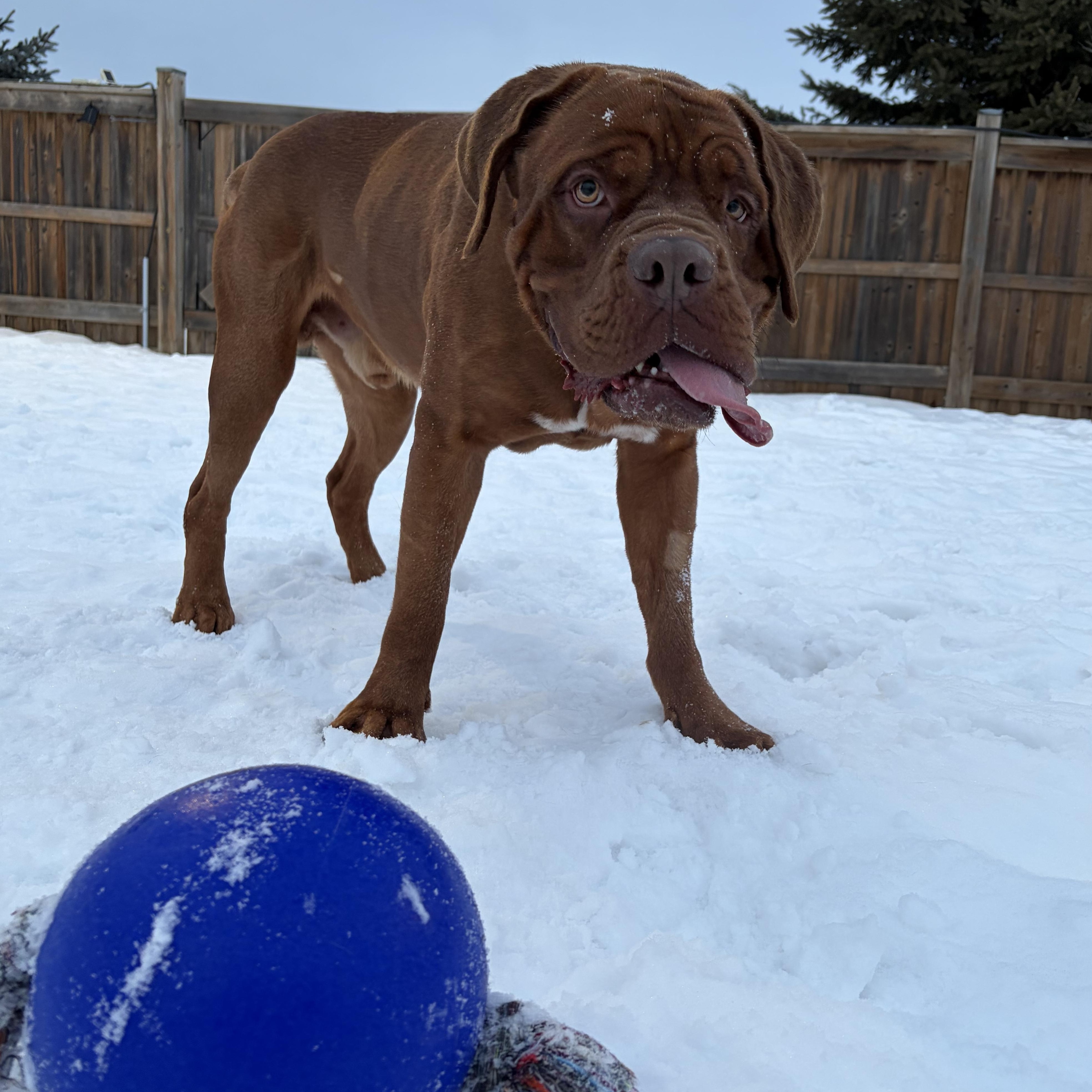 Enlarge Harvey Dent *SPECIAL NEEDS*, a ADOPTABLE Dogue de Bordeaux in Caledon, ON image 2/6
