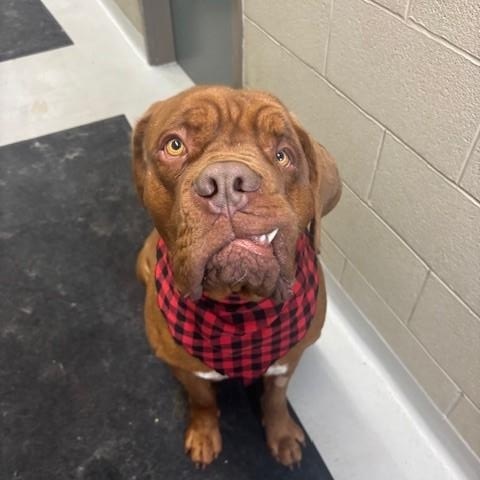 Enlarge Harvey Dent *SPECIAL NEEDS*, a ADOPTABLE Dogue de Bordeaux in Caledon, ON image 1/6