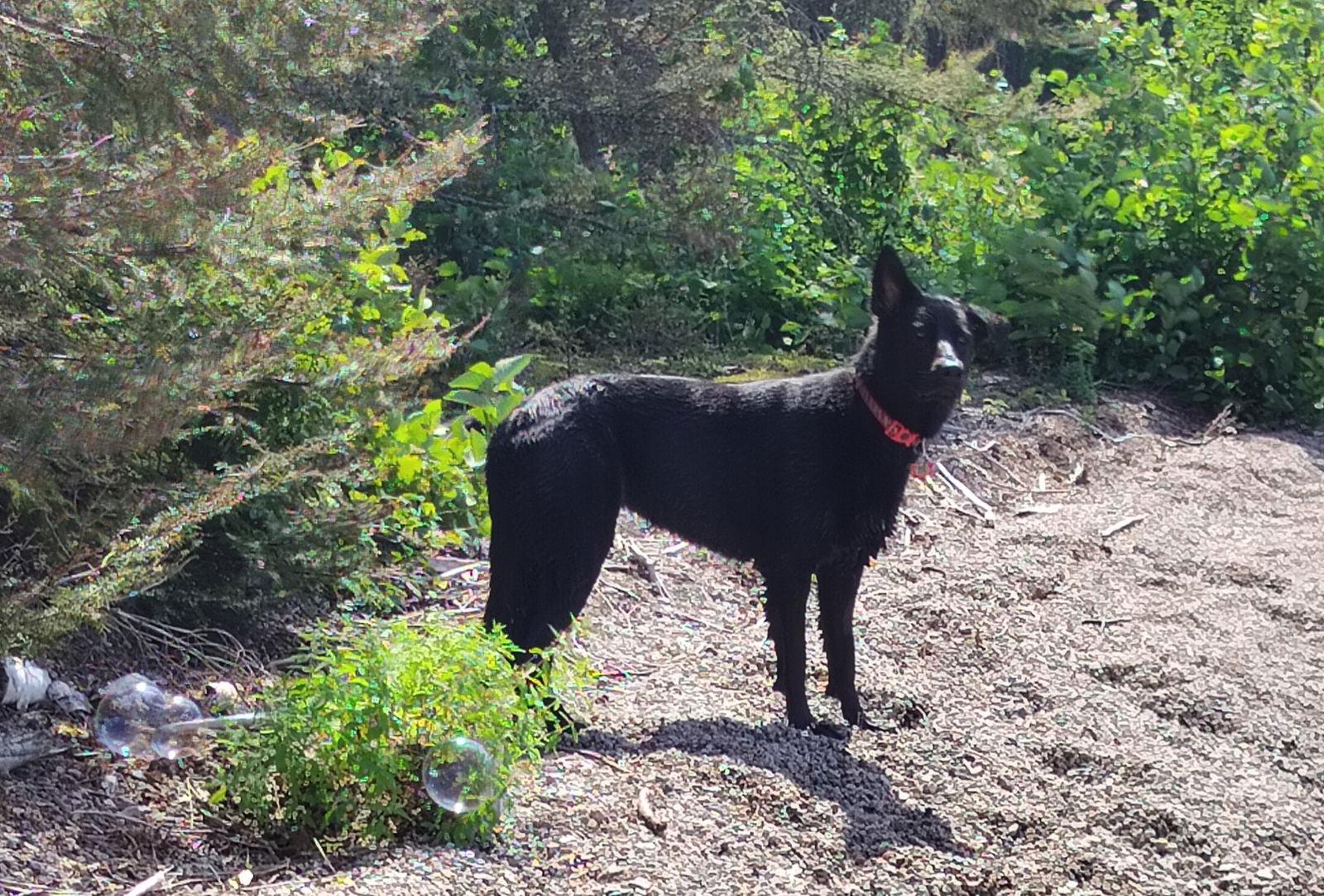 Kona, a Adoptable mixed breed in Etobicoke, ON image 1/3