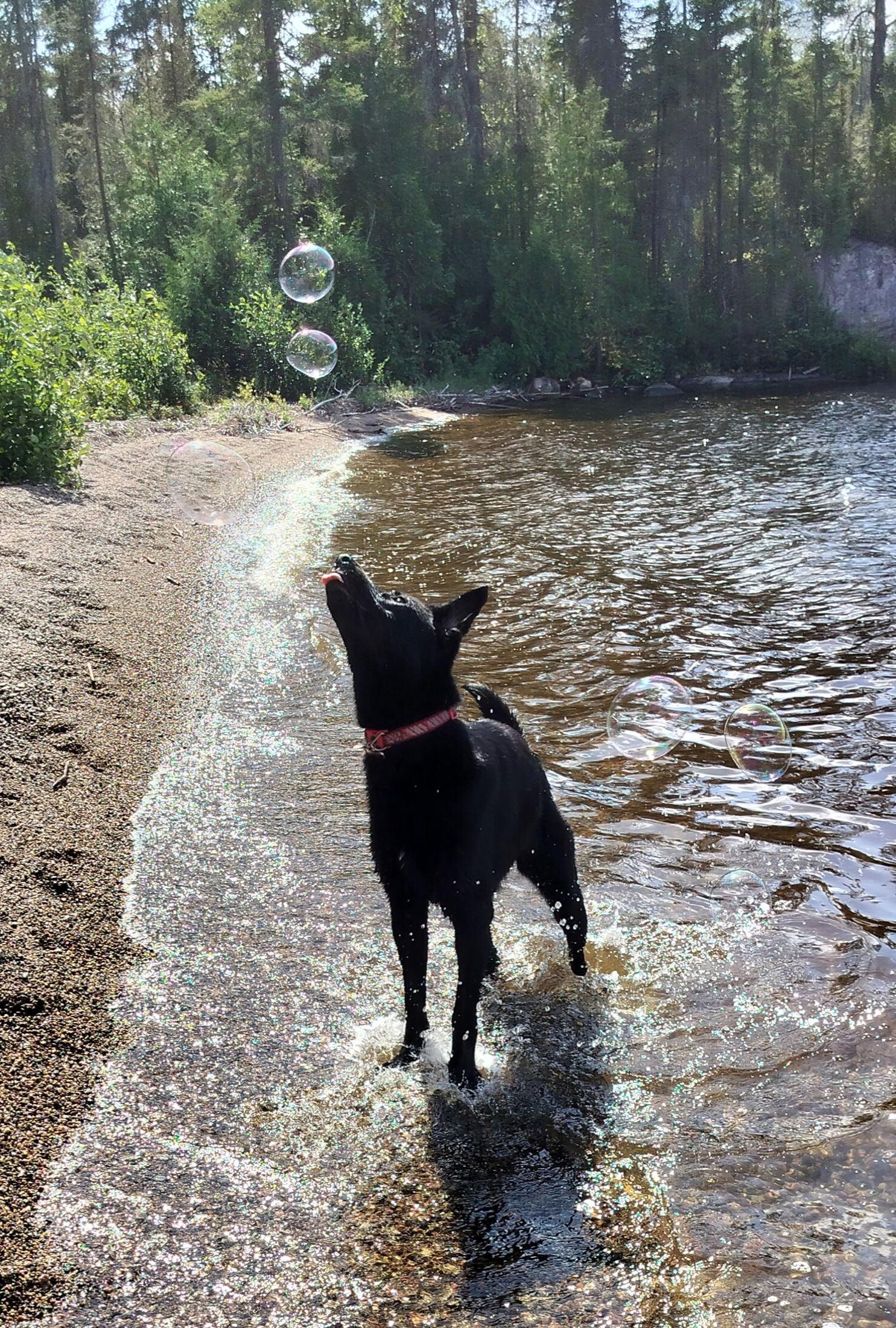 Kona, a Adoptable mixed breed in Etobicoke, ON image 3/3