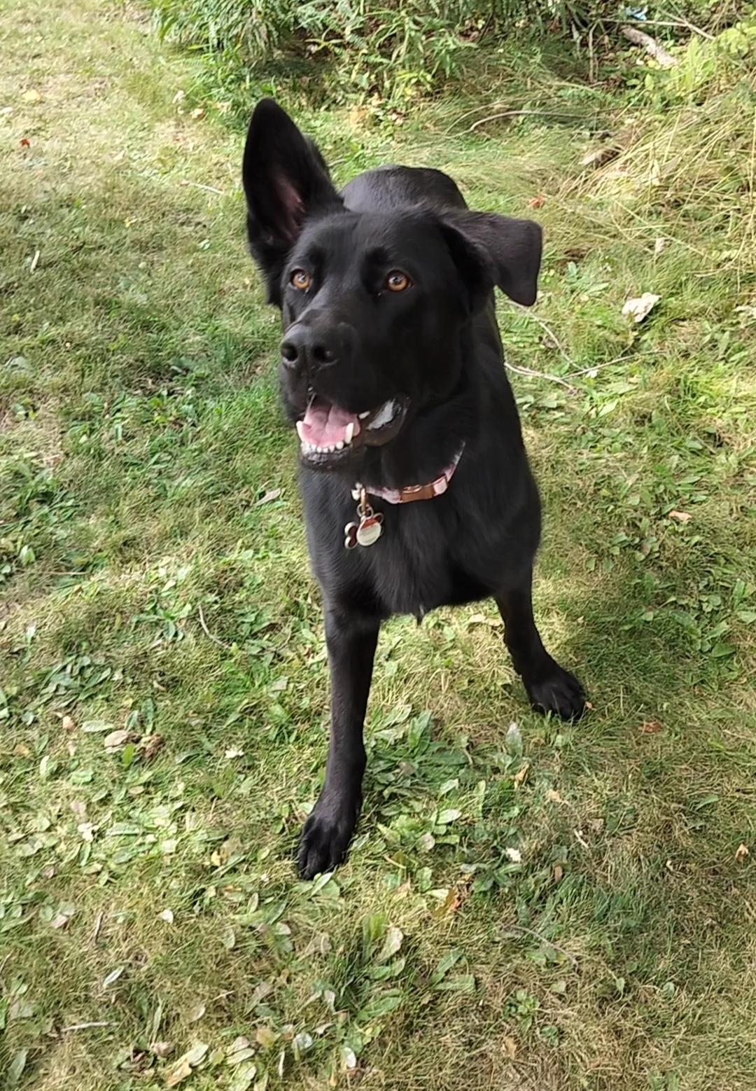 Enlarge Kona, a Adopted German Shepherd Dog in Etobicoke, ON image 3/3
