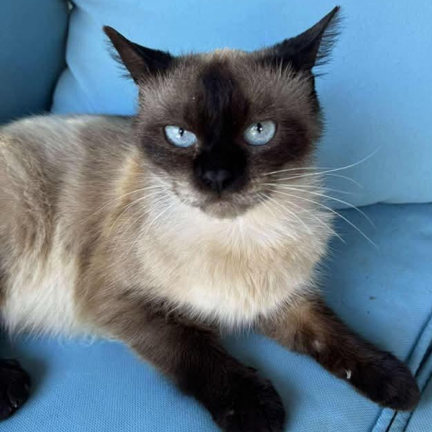 Samson, Adult Male unknown