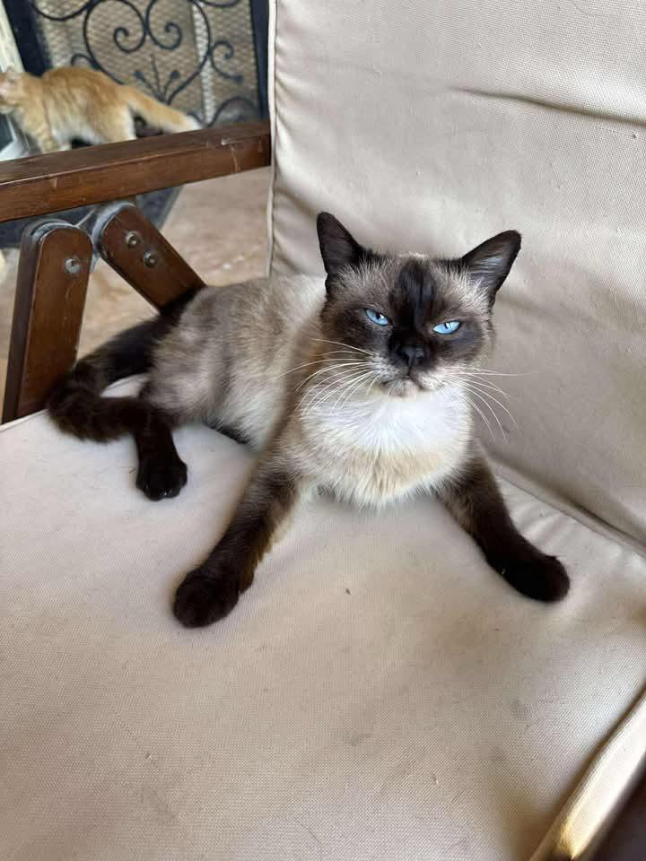 Samson