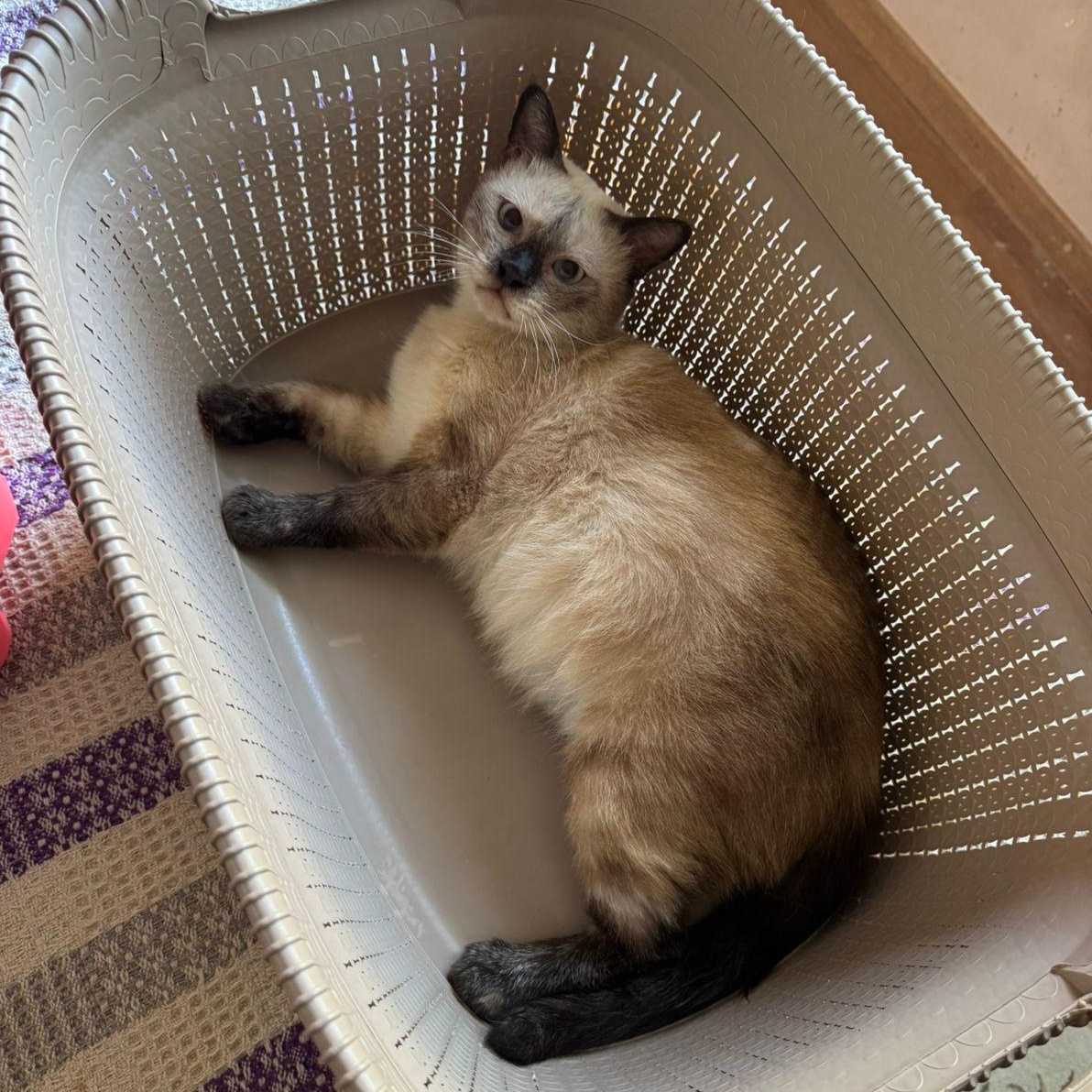 Samson