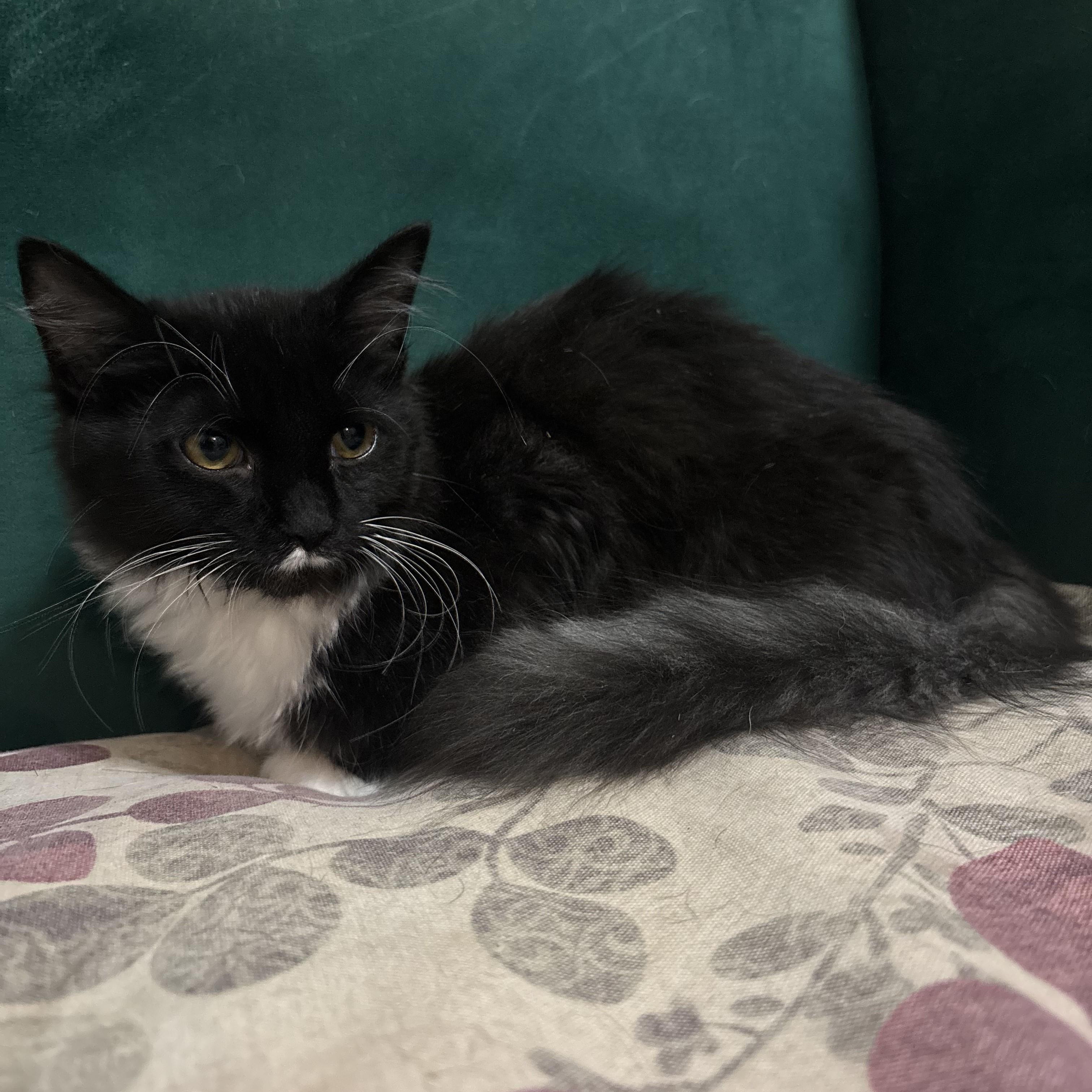 One Way (AKA Lulu), Adopted, Kitten Female Domestic Medium Hair.