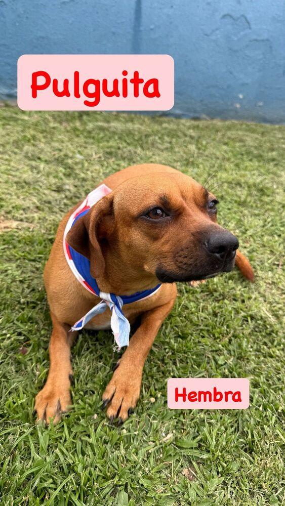 Pulguita, Adoptable, Adult Female Mixed Breed.