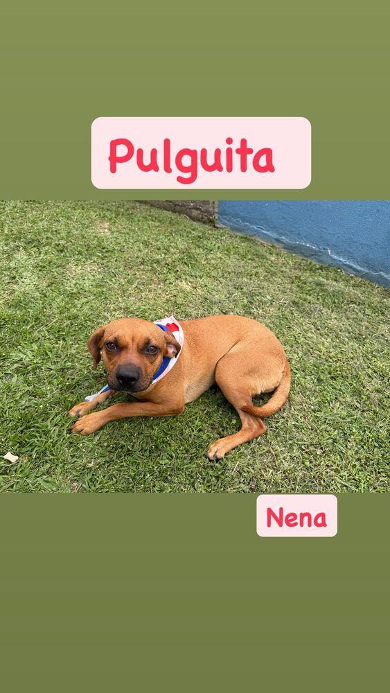 Pulguita, a Adoptable mixed breed in Naranjito, PR image 2/2