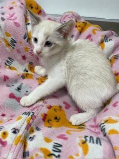 Smoked Gouda thumbnail 2