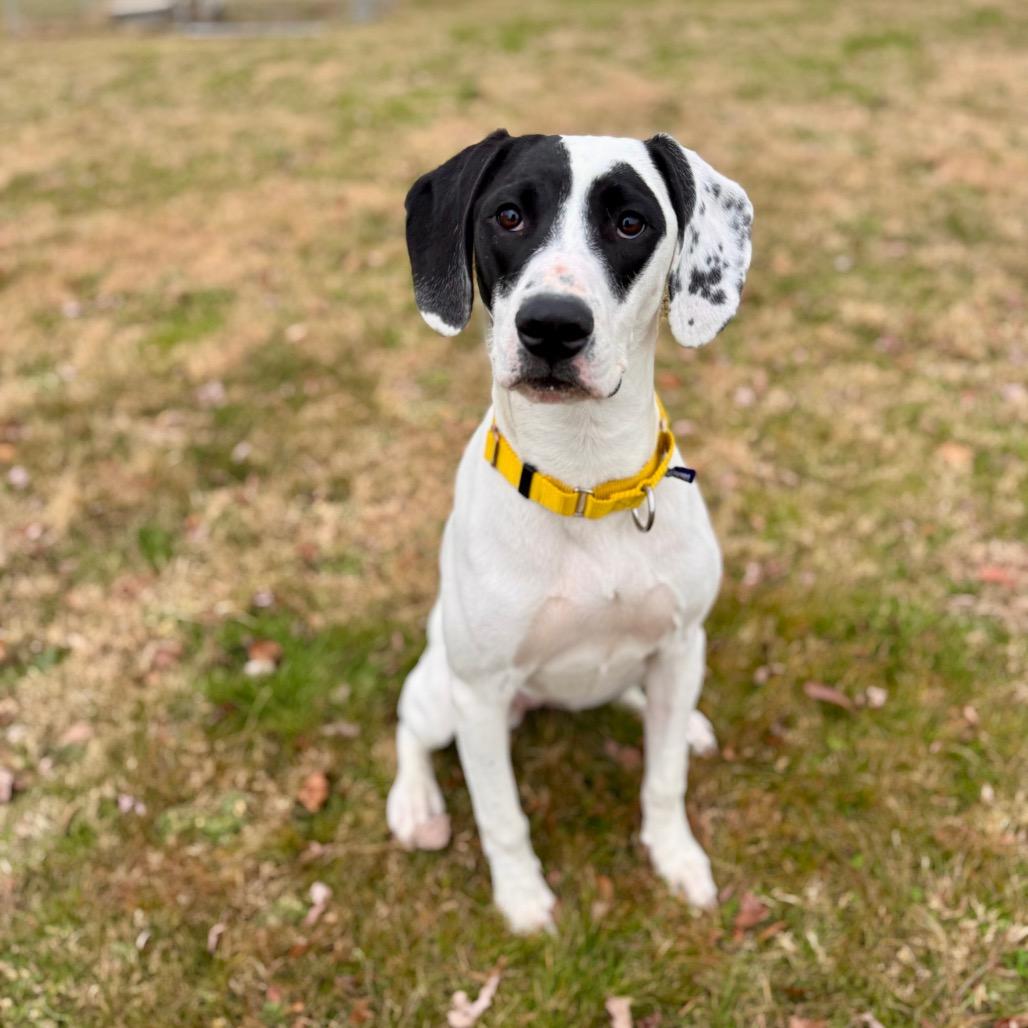Snickers, Adoptable, Young Female Mixed Breed.