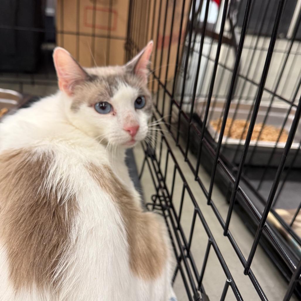 Blue, Adoptable, Young Female Domestic Short Hair.