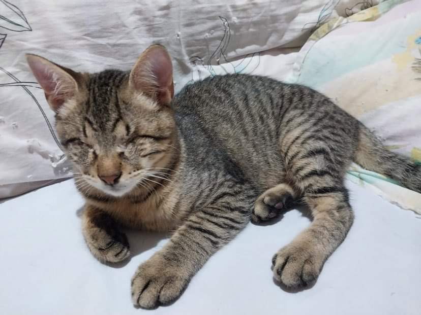 7 months Bonded Pair 1 Eye and 1 Blind photo 2