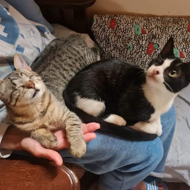 7 months Bonded Pair 1 Eye and 1 Blind