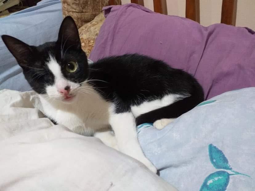 7 months Bonded Pair 1 Eye and 1 Blind photo 3