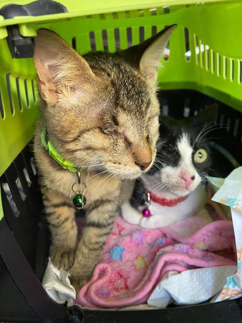 7 months Bonded Pair 1 Eye and 1 Blind photo 4
