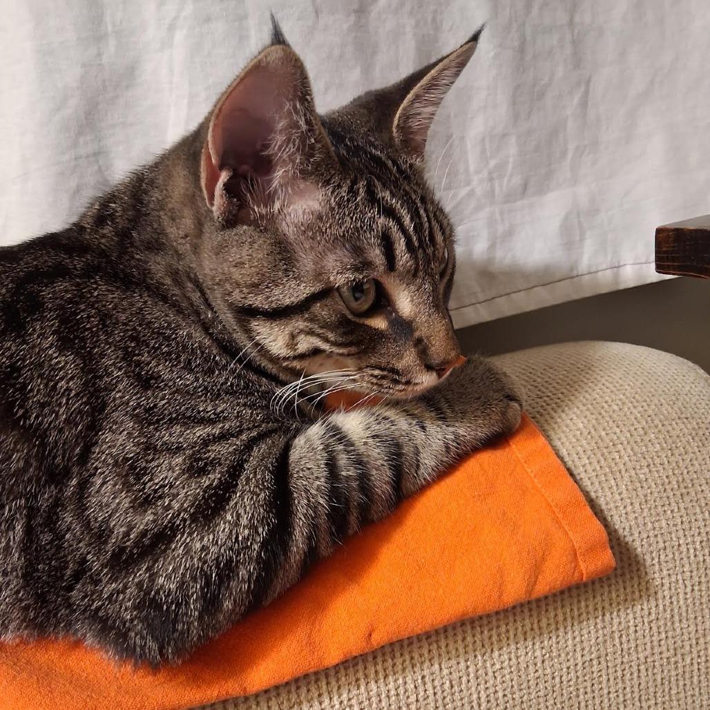Enlarge Lettuce C69257 (Sponsored), a Adoptable Domestic Short Hair in Minnetonka, MN image 2/6