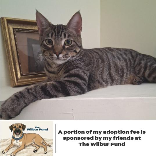 Enlarge Lettuce C69257 (Sponsored), a Adoptable Domestic Short Hair in Minnetonka, MN image 3/6