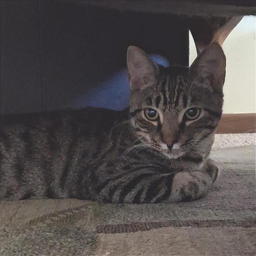 Enlarge Lettuce C69257 (Sponsored), a Adoptable Domestic Short Hair in Minnetonka, MN image 5/6
