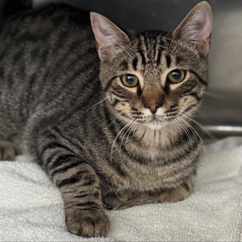 Enlarge Lettuce C69257 (Sponsored), a Adoptable Domestic Short Hair in Minnetonka, MN image 6/6