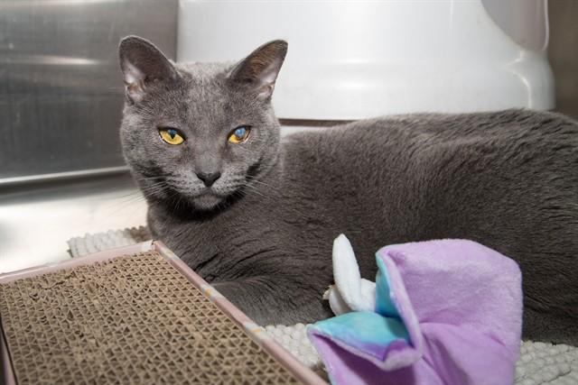 BLUE, Adoptable, Adult Female Domestic Short Hair.