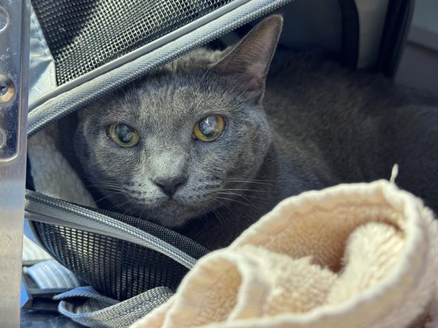 BLUE, Adoptable, Adult Female Domestic Short Hair.