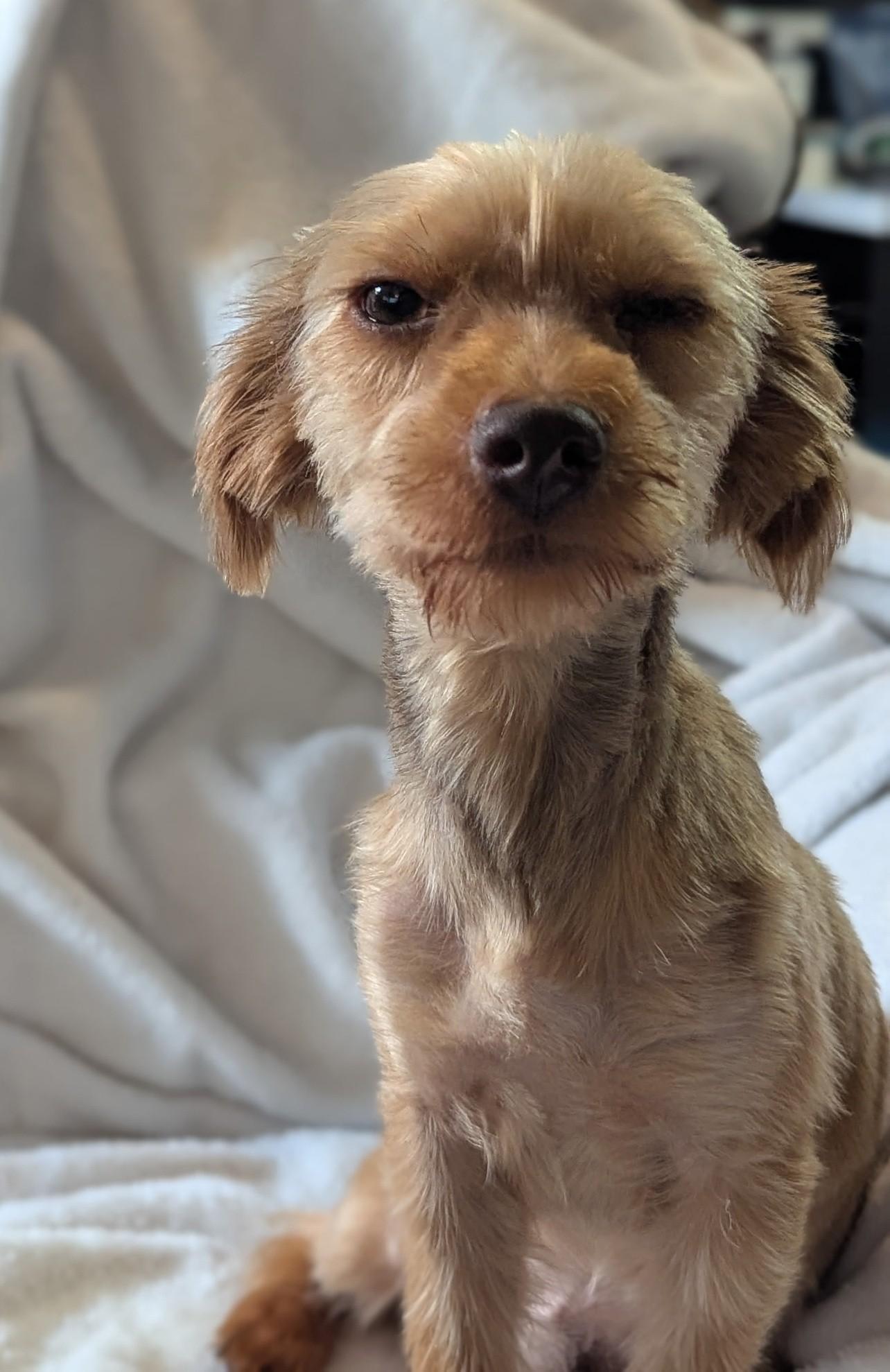 Coco, a Adopted Yorkshire Terrier in Plant City, FL image 2/2