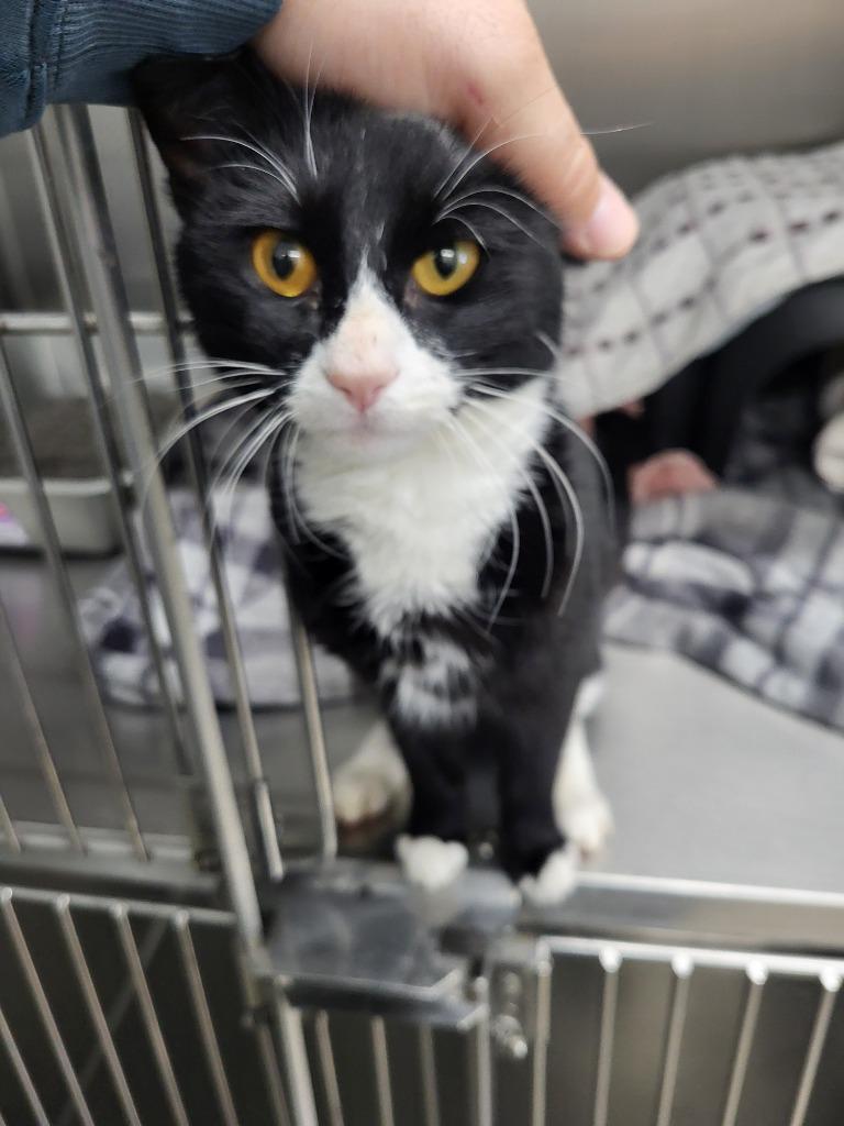 Elsa, Adoptable, Young Female Domestic Short Hair.