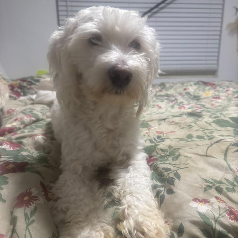 Enlarge Mickey, a Adopted Cavapoo in Miami, FL image 4/4