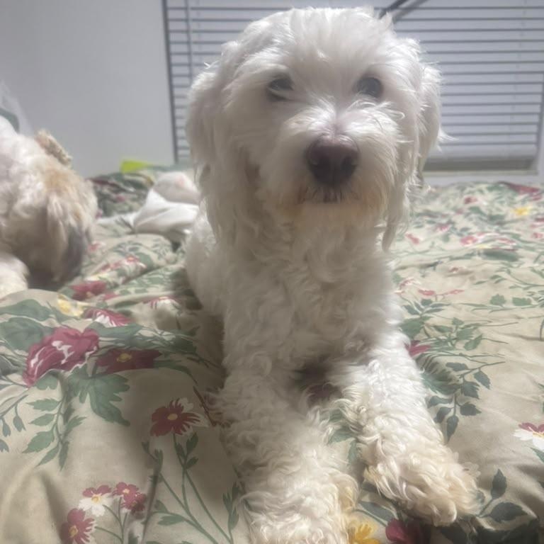 Mickey, Adopted, Puppy Male Cavapoo.