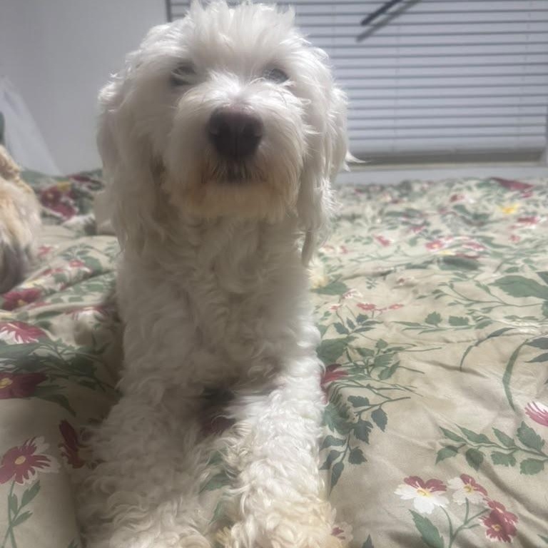 Enlarge Mickey, a Adopted Cavapoo in Miami, FL image 2/4