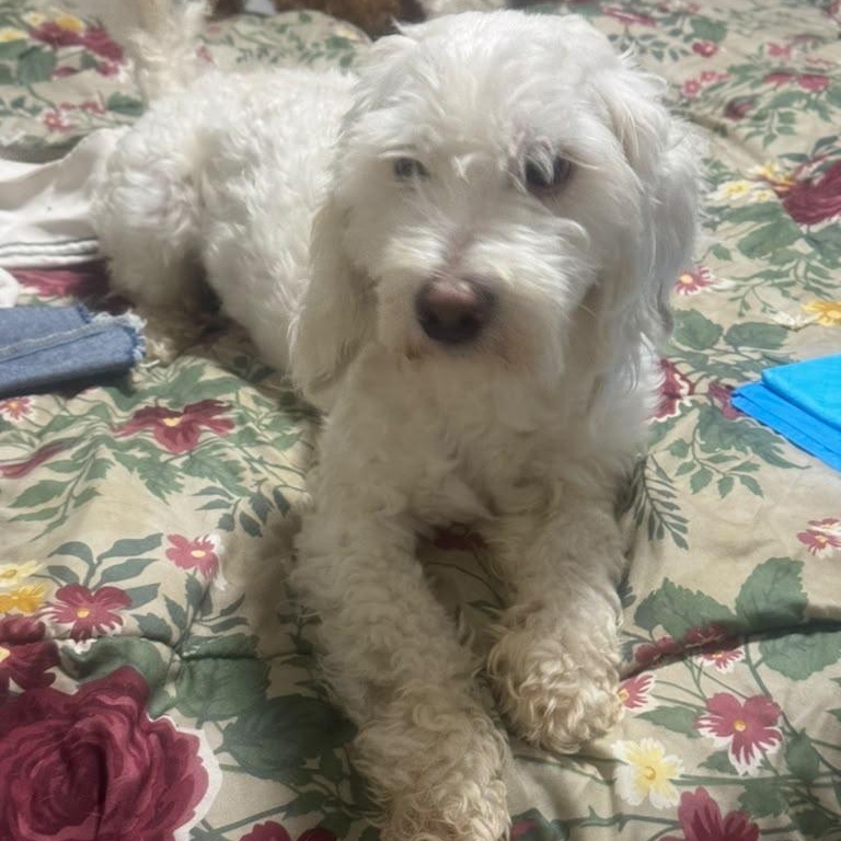 Enlarge Mickey, a Adopted Cavapoo in Miami, FL image 3/4
