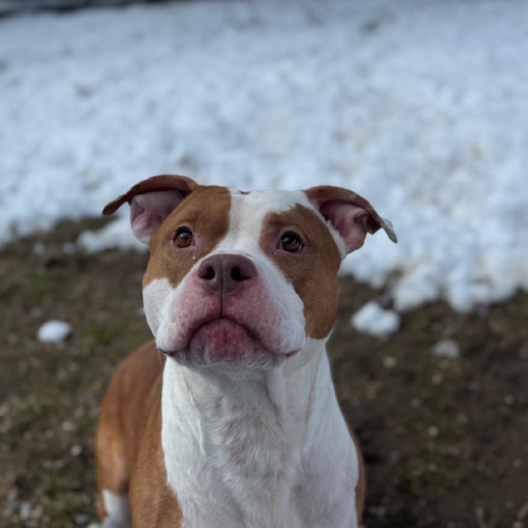 Enlarge Tony, a Adoptable Pit Bull Terrier in Ridgely, MD image 2/6