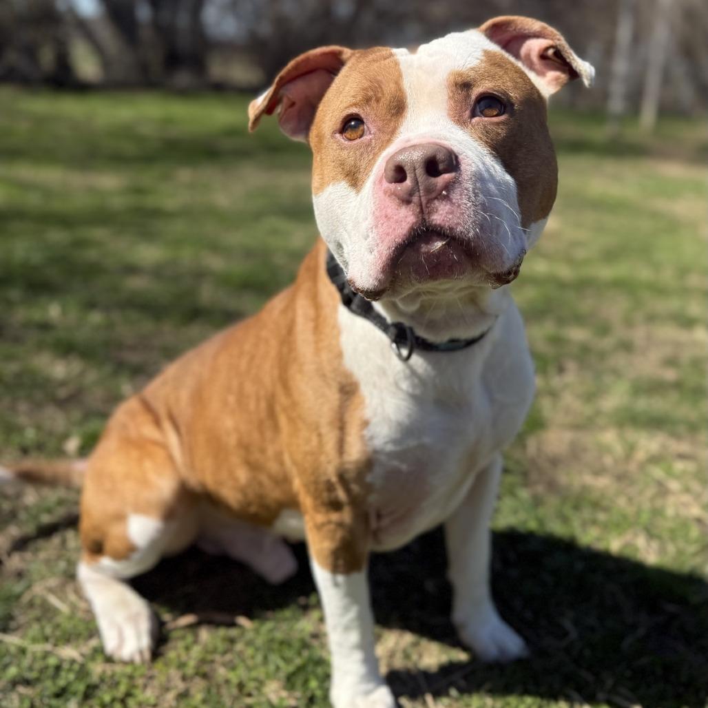 Enlarge Tony, a Adoptable Pit Bull Terrier in Ridgely, MD image 3/6