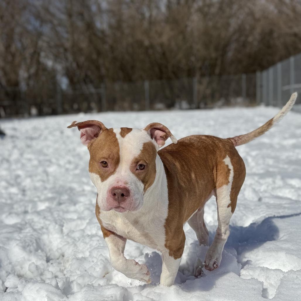 Enlarge Tony, a Adoptable Pit Bull Terrier in Ridgely, MD image 4/6