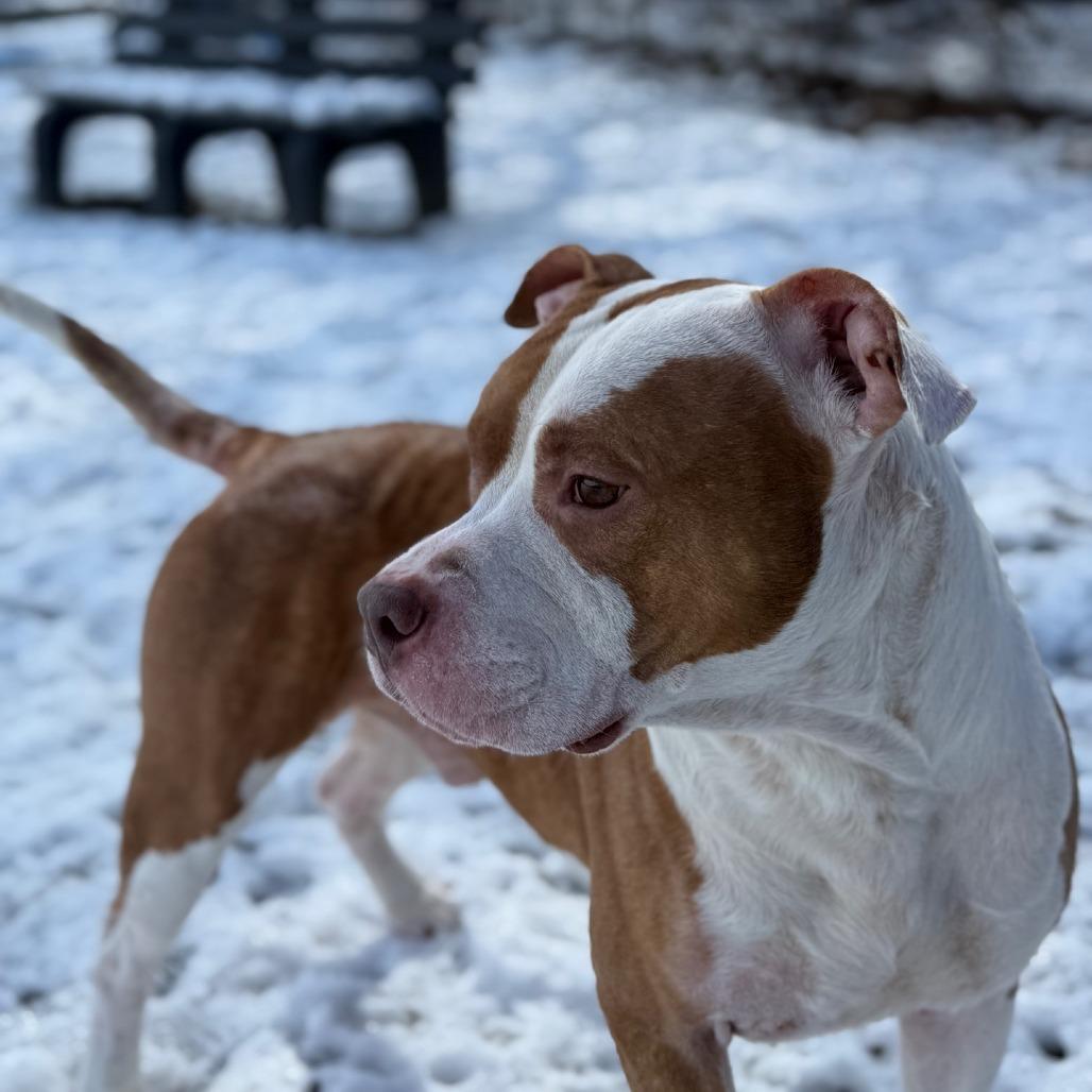 Enlarge Tony, a Adoptable Pit Bull Terrier in Ridgely, MD image 5/6